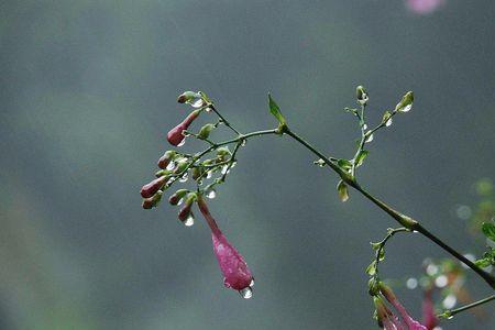 愁雨是什么意思