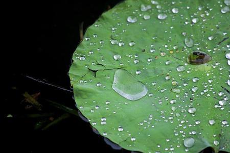 荷叶上的水为什么会形成水珠