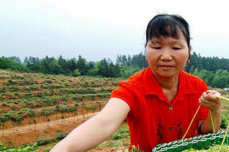 野生金银花种植方法