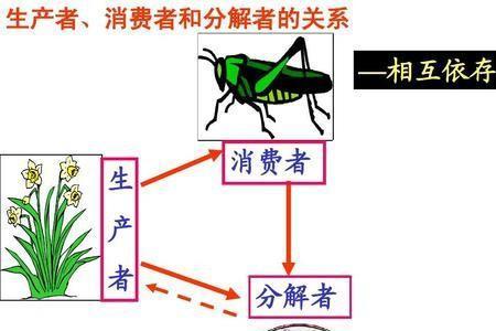 自养生物都是生产者吗