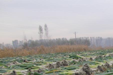 商丘大葱种植方法