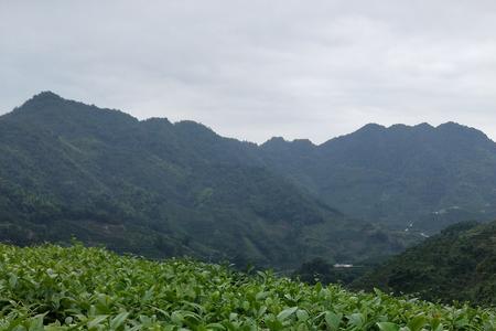 白叶塘白芽奇兰介绍