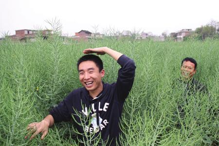 澳洲油菜种植方法