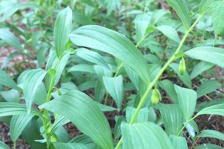 种子植物的植物体是什么