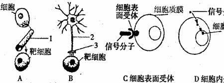 靶细胞表面有什么