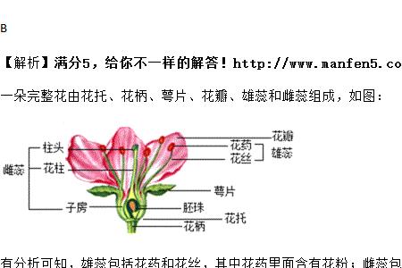 桃花的雌蕊类型