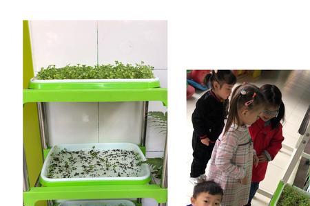 幼儿园植物角白菜是什么颜色