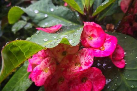 雨逢甘露是什么意思