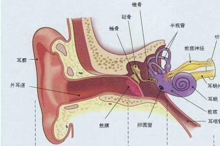 三块听小骨读音