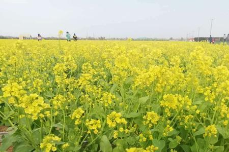 油菜花在什么季节是绿色的