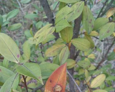 油茶年年落果严重是什么原因