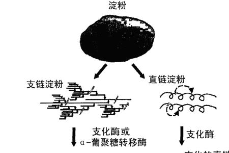 直链淀粉溶解度