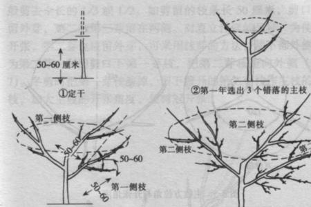 桃树结果枝什么时候抹芽好