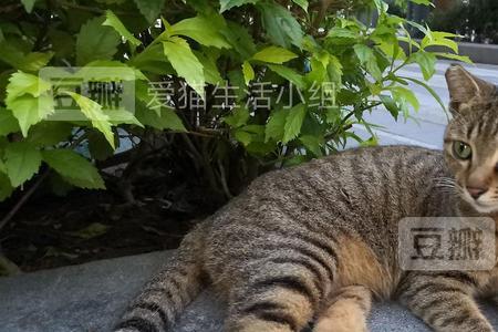 花猫的叫声怎么写