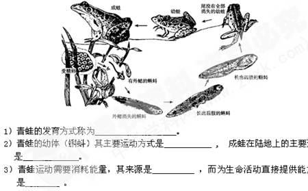 蝾螈与青蛙的发育过程相同