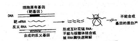 rna什么时候是双链