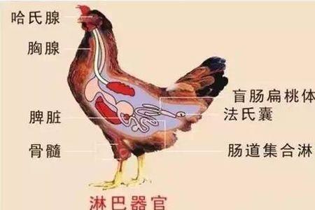 原始四氏是哪几个