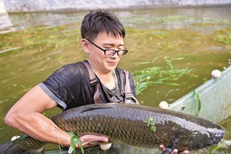 山泉水怎么养大鲫鱼