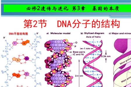 人的一个体细胞里有多少个DNA分子