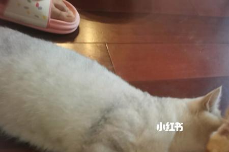 猫咪舔脖子是什么意思