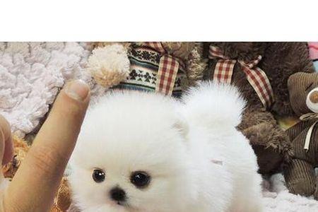 博美犬为什么不能养在房间里