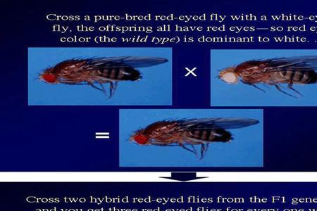 果蝇的特点