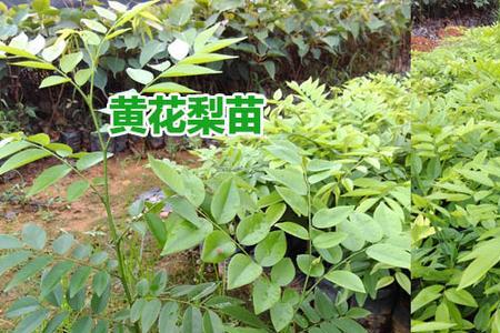 湖北能种植黄花梨树吗