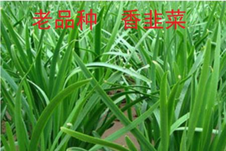 韭菜栽几棵最好