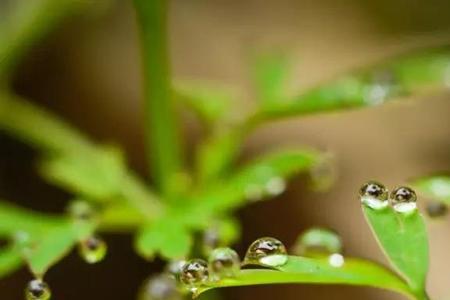 春雨阵阵润大地是指什么生肖