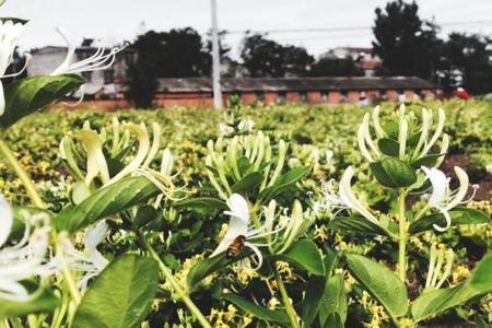 耕地能种植金银花吗