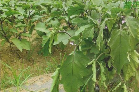 雨后茄子枯萎咋救活