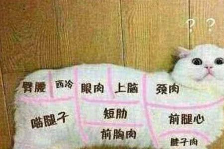 哪个省份的人吃猫肉