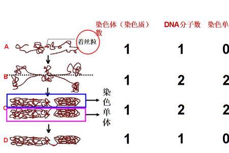 染色质染色方法