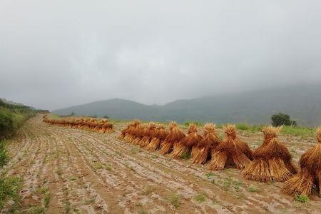 胡麻秸秆喂牛的好处