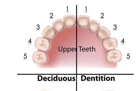 乳牙64是指哪颗牙