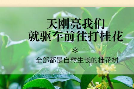 包心桂花有什么特点