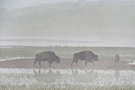 沼泽地的主要成分是什么甲烷吗