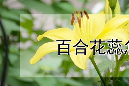 百合开花花蕊可以繁殖吗