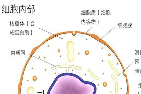 没有膜结构的细胞器有哪些