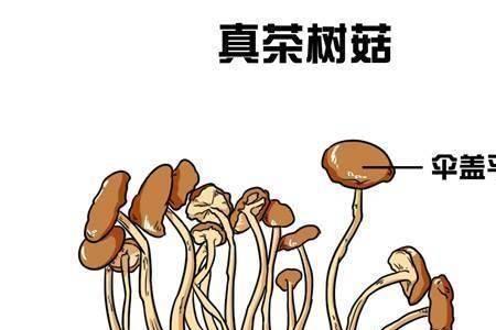 白玉菇跟茶树菇的区别