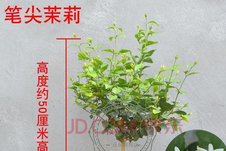 独杆笔尖茉莉花好吗