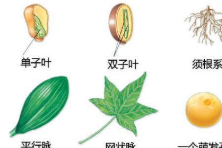 种子长成植物后叶子就是子叶吗