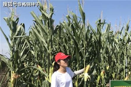 基本农田种玉米可以收青储吗