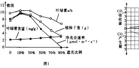 叶绿素的比例