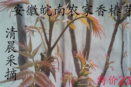 香椿芽摘掉两茬后还能长出来吗