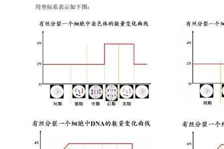 减数分裂中的变形指的是什么