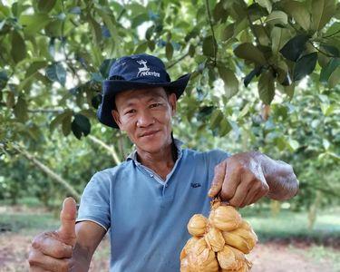 大孟尖榴莲蜜挂果情况怎么样