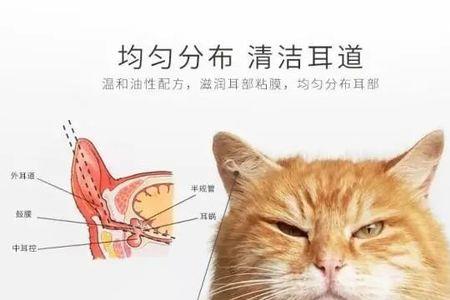 小猫的耳朵上为什么有两个小孔