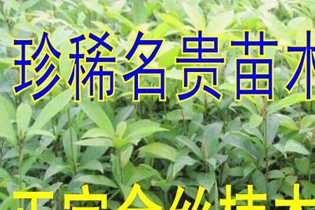 小叶金丝楠木沙土可种植吗