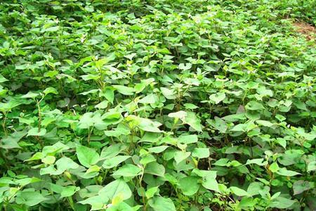 河北的气候能种植鱼腥草吗